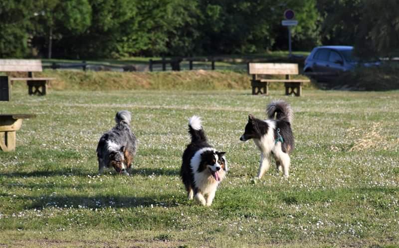 éducation et dressage de chiens Savoie
